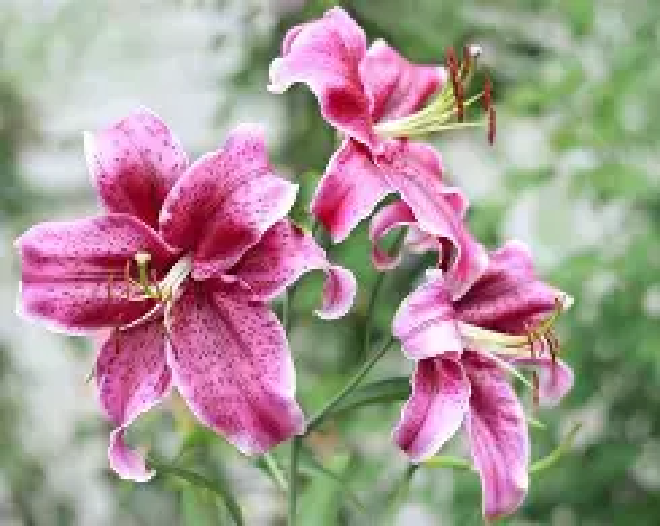 Pink Lily Flowers